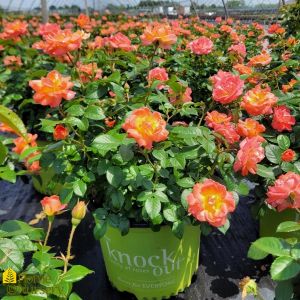 Rose Shrub Orange Glow Knock Out 3G