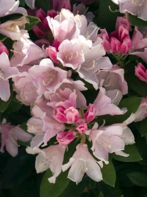 Rhodo 1g Yaku Princess