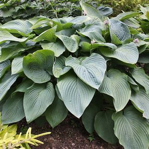 Hosta 2g Empress Wu