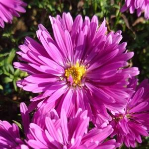 Aster 1g Island Tonga