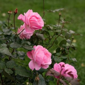 Rose 3g Eleganza Beverly