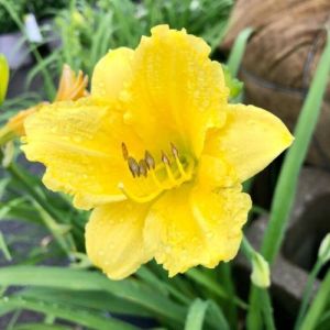 Daylily 2g Happy Return