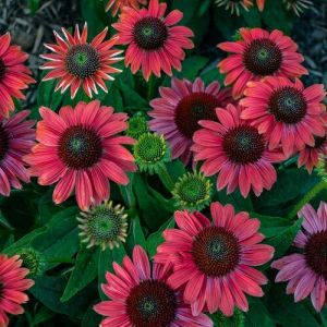 Echinacea 1g Pw Firefinch