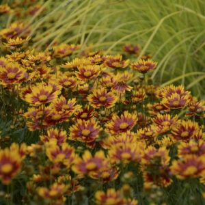 Coreopsis 1g Lil Bang Tickseed