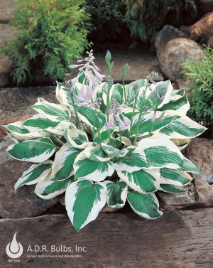 Hosta 2g Patriot