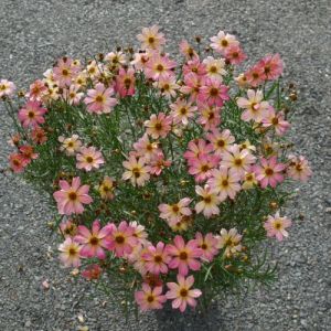 Coreopsis 2g Shade Of Rose