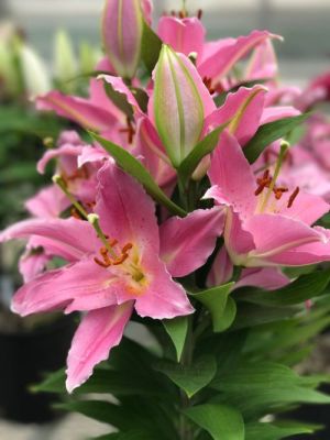 Lilium 1g Sunny Camino
