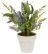 Lavender In Pot Plastic Foam