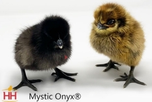 Mystic Onyx Pullet