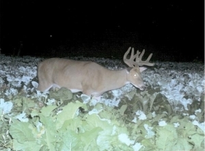 Wildlife Forage Feast Mix 20lb