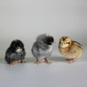 Olive Egger Pullet