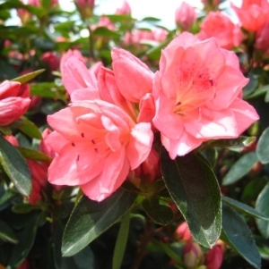 Azalea Blaauws Pink 3G