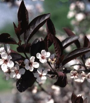 Purpleleaf Sandcherry 2g