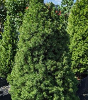 Spruce Alberta 5G