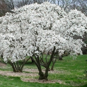Magnolia Stellata 'Royal Star' 3G