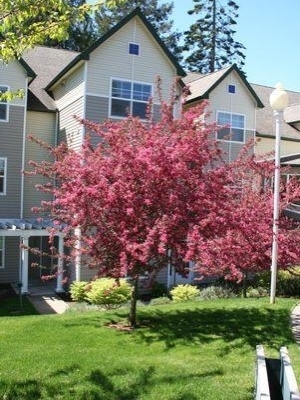 Crabapple Prairiefire 7G