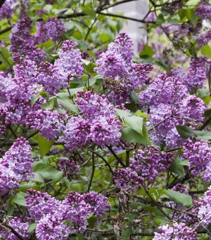 Lilac 3g Common