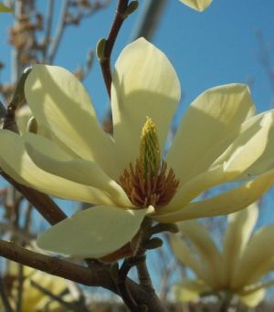 Magnolia X Butterflies 3G