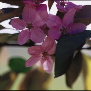 Crabapple 7g X Radiant