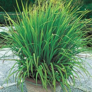 Lemongrass Plant 1G