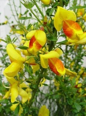 Scotch Broom Madame Butterfly 2G