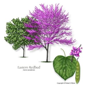 Eastern Redbud 15G