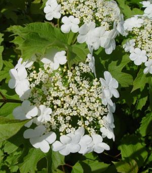 Viburnum 3g Wentworth
