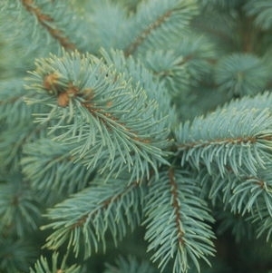 Spruce Baby Blue 5G