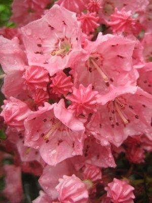 Mountain Laurel Pink Charm 3G