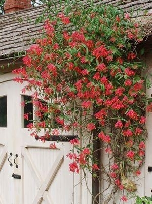 Honeysuckle Major Wheeler 2G