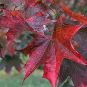 Maple Japanese Crimson Sunset 7G