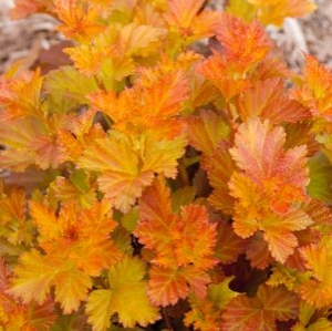 Ninebark Amber Jubilee 2G