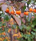 Persimmon Tree 3G