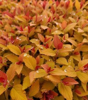Spiraea Double Play Candy Corn 3G