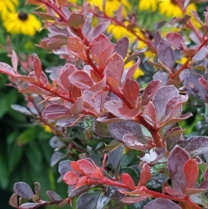 Barberry Worryfree Crimson Cutie 3G