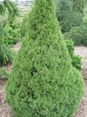 Spruce Alberta 3G