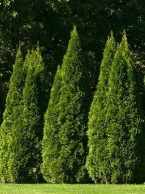 Arborvitae Smaragd Emerald Green 2G