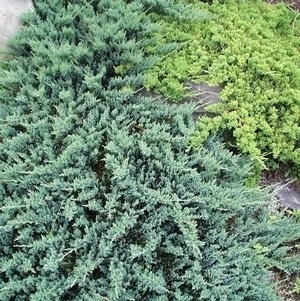 Juniper Blue Chip 3G