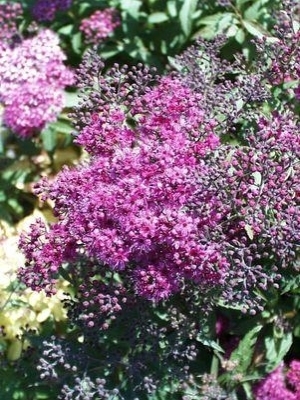 Spiraea Anthony Waterer 3G