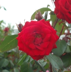 Rose Europeana 3G
