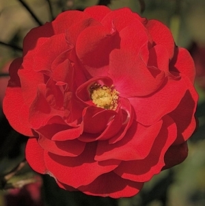 Rose Florabunda Showbiz 3G