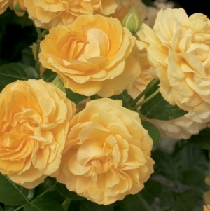 Rose Florabunda Julia Child 3G