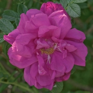 Rose Rugosa Purple Pavement 3G