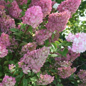 Hydrangea Panicle Straw Sundae 3G