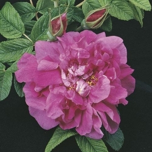 Rose Shrub Hansa 3G