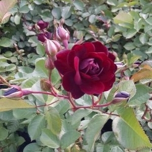 Rose Navy Lady 3G