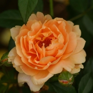 Rose Shrub At Last 3G