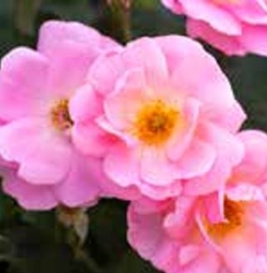 Rose Knockout Peachy 3G