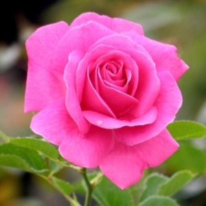Rose True Gratitude 2G