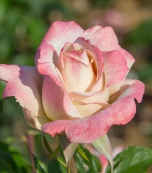Rose Pinkerbelle 3G